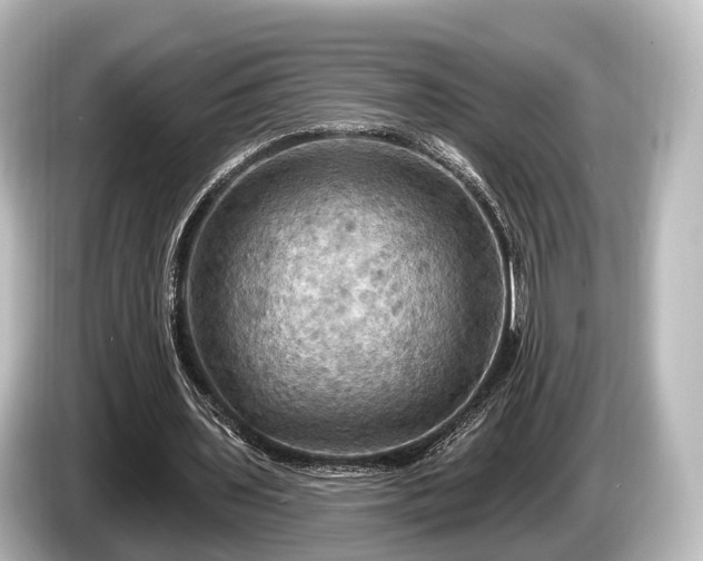 X0000085300435200703161436