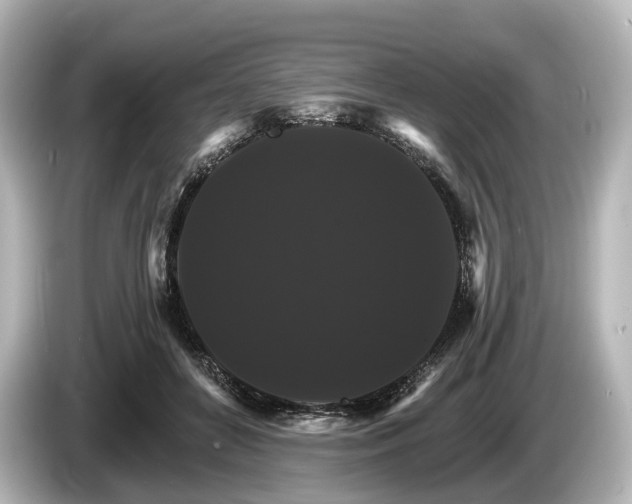 X0000085300504200703161436