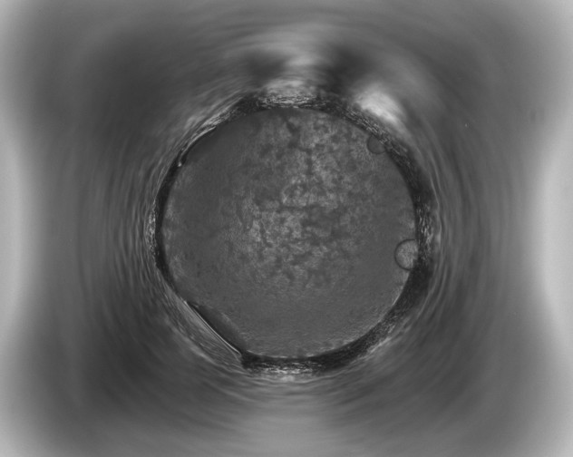 X0000085300745200703161433