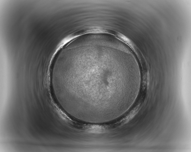 X0000085300787200703161433