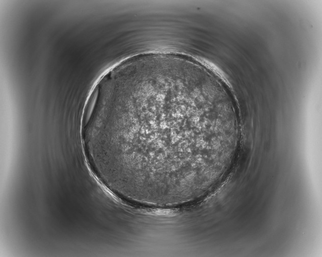 X0000085300839200703161432