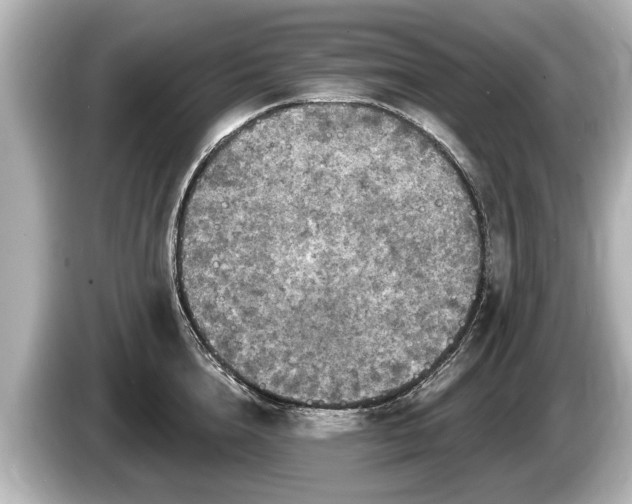 X0000085300856200703161432