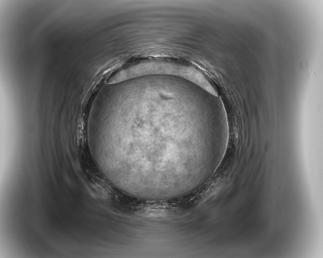 X0000085300964200703161431