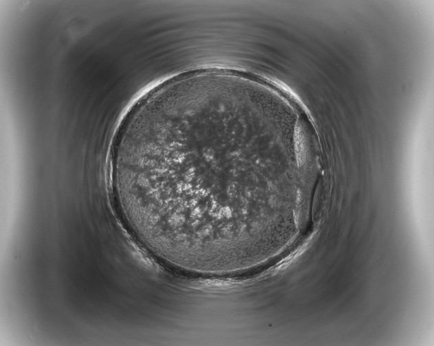 X0000085301125200703161429