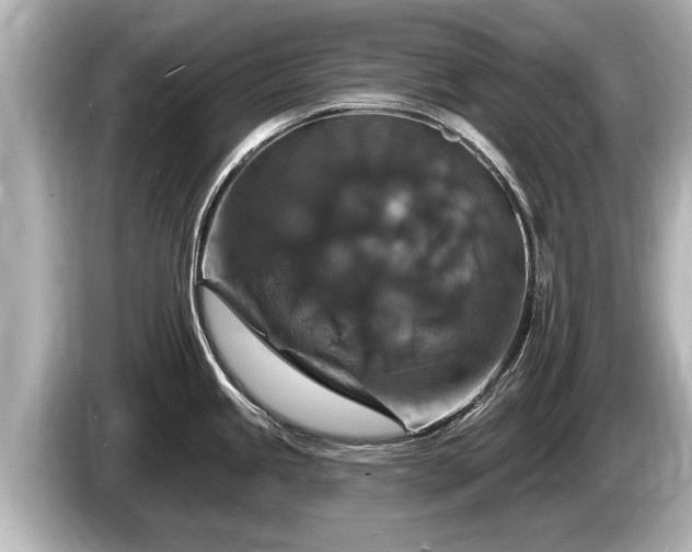 X0000085301245200703161428