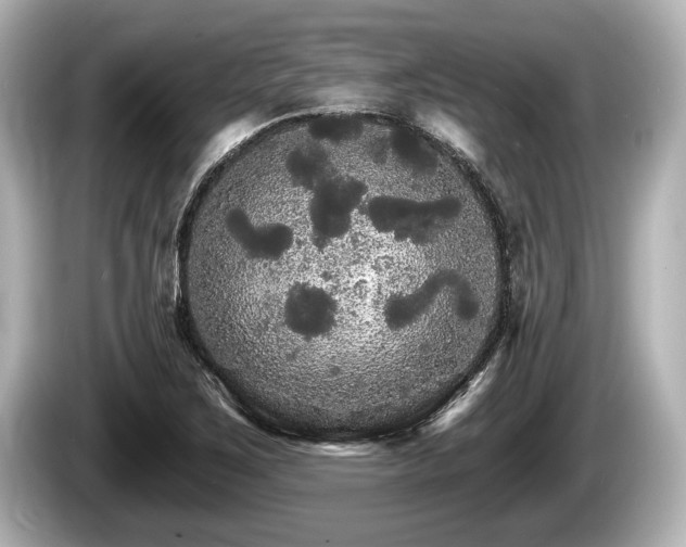 X0000085301267200703161427