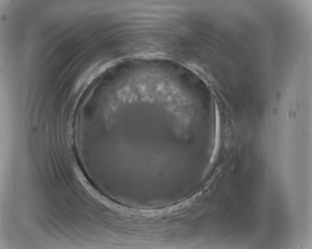 X0000085300002200703231910