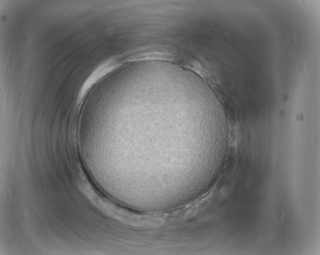 X0000085300004200703231910