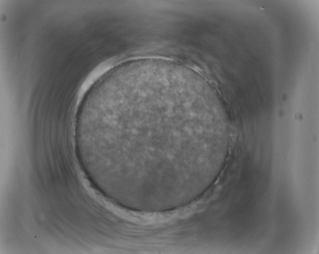 X0000085300006200703231910