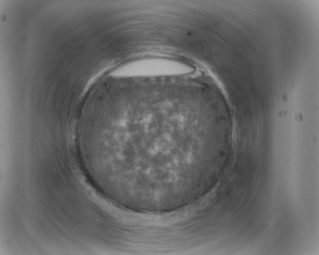 X0000085300010200703231910