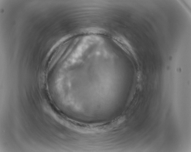 X0000085300012200703231910