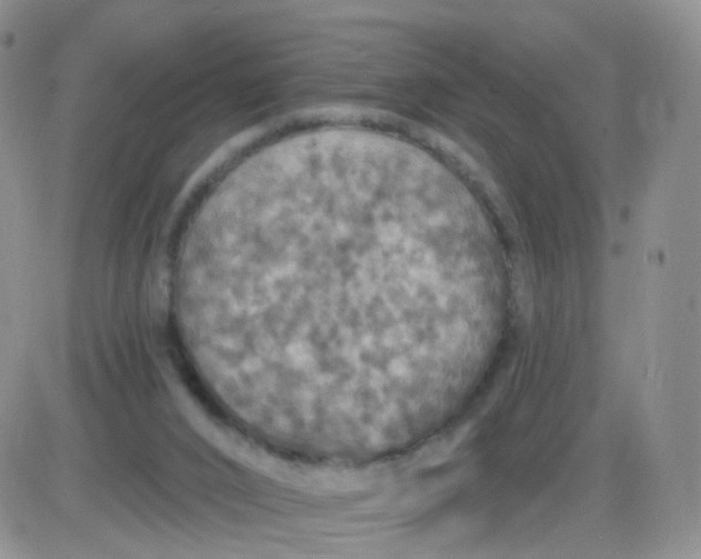 X0000085300016200703231910