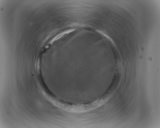 X0000085300024200703231910