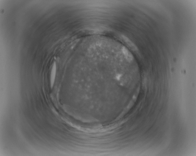 X0000085300026200703231910