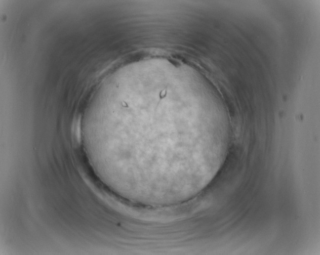 X0000085300028200703231909