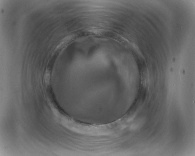 X0000085300036200703231909