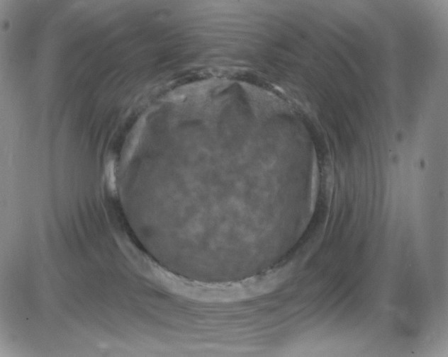 X0000085300042200703231909