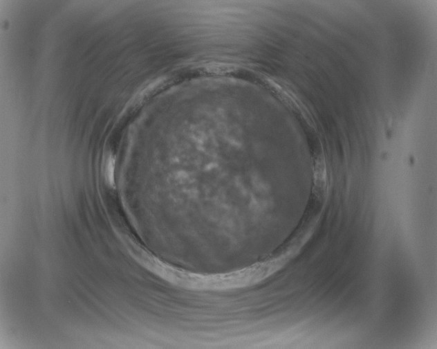 X0000085300046200703231909