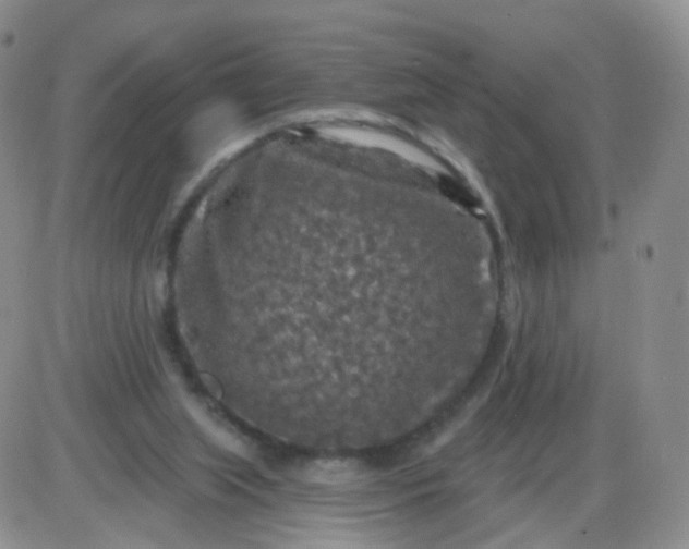 X0000085300063200703231909