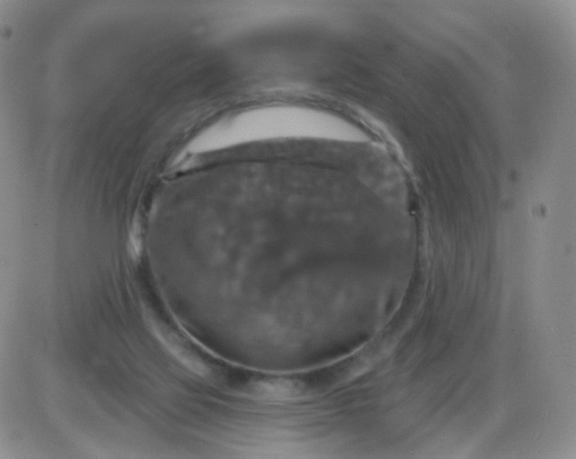 X0000085300069200703231909