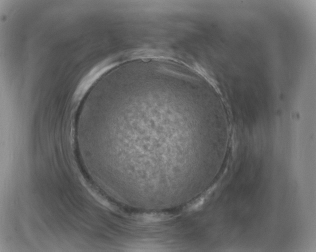 X0000085300103200703231908