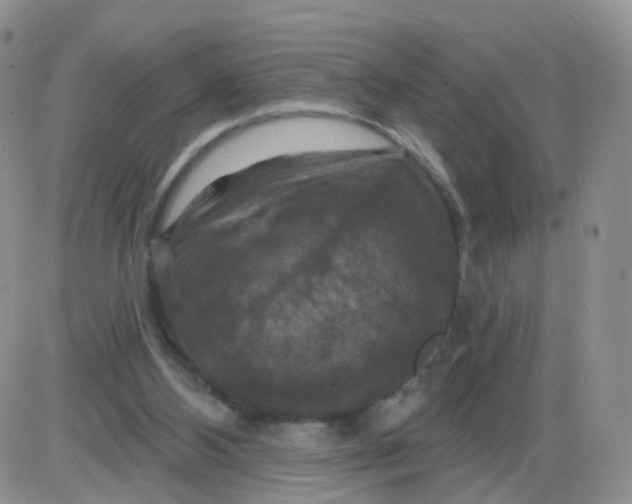 X0000085300108200703231908