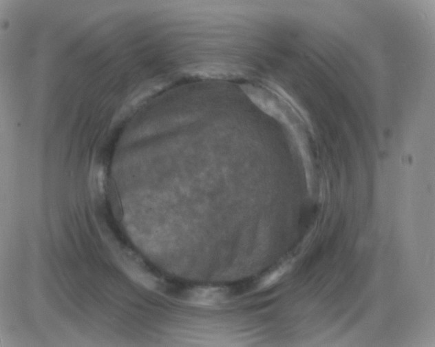 X0000085300117200703231908