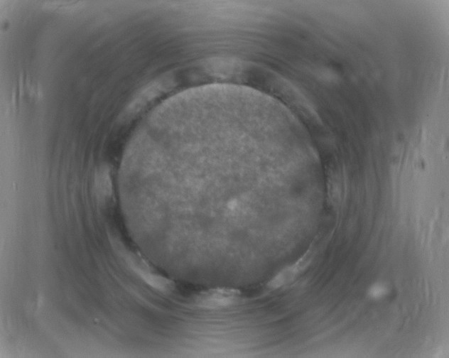 X0000085300128200703231908