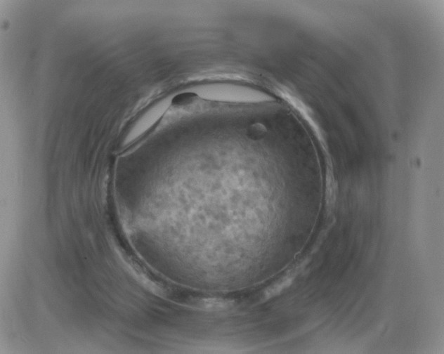 X0000085300153200703231907