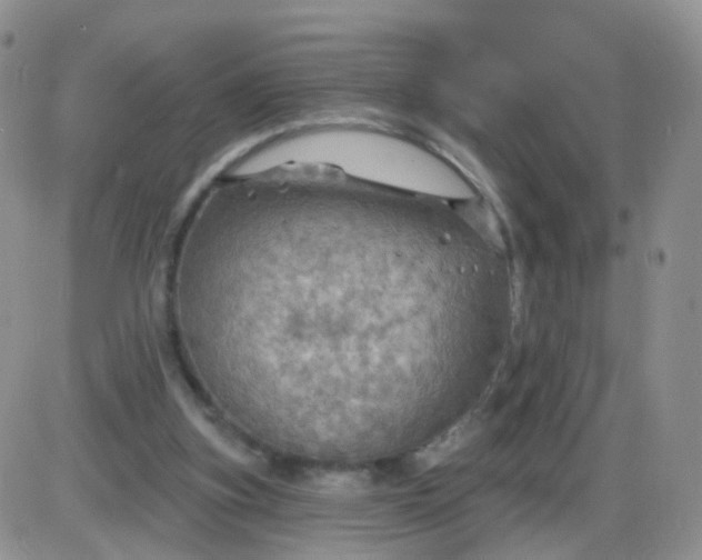 X0000085300155200703231907