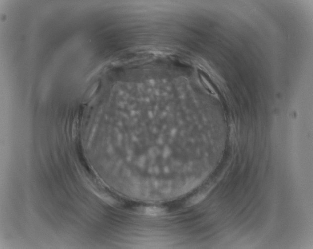 X0000085300165200703231907