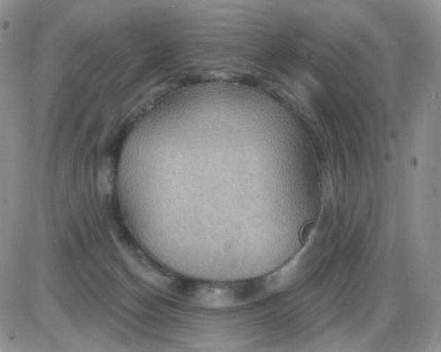 X0000085300174200703231907