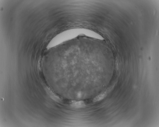 X0000085300185200703231907