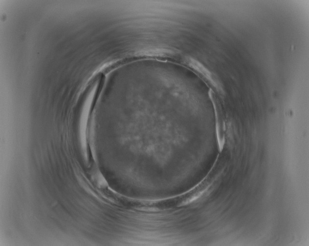 X0000085300203200703231907