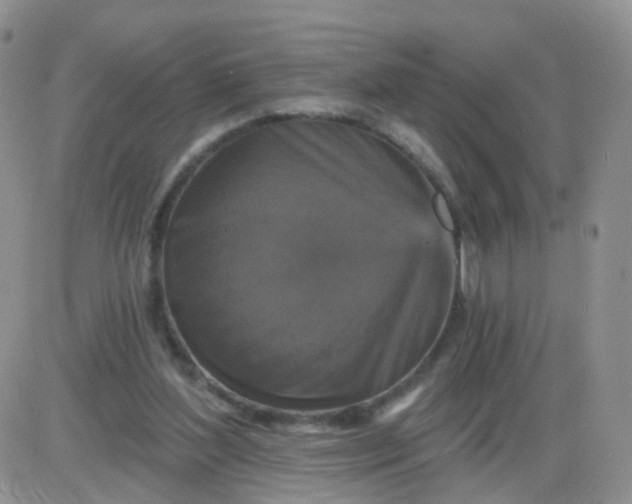 X0000085300204200703231907