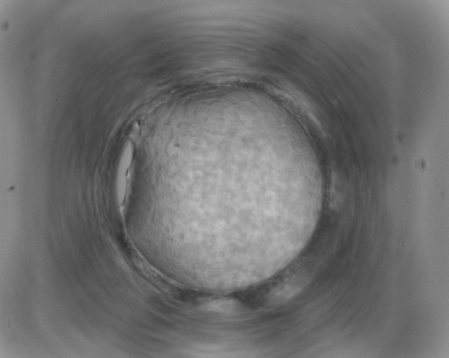 X0000085300210200703231906