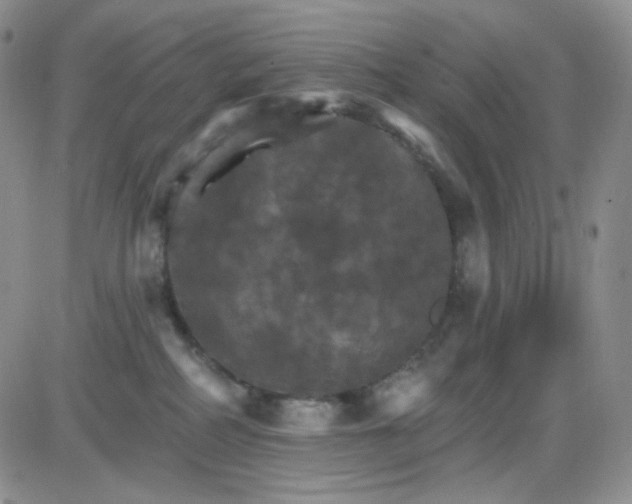 X0000085300234200703231906