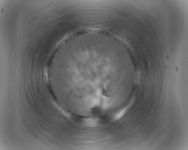 X0000085300238200703231906