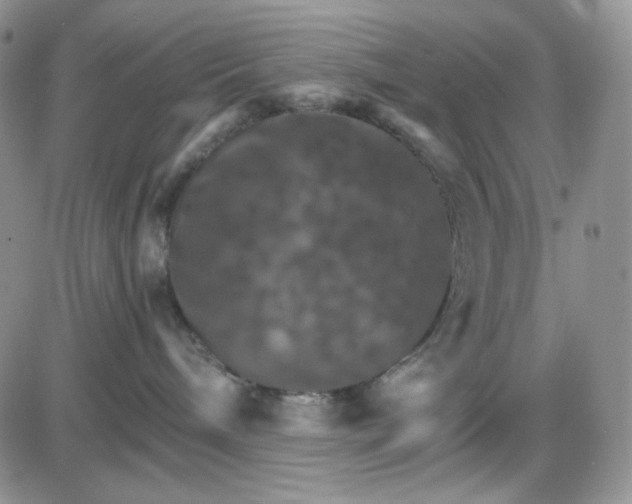 X0000085300240200703231906