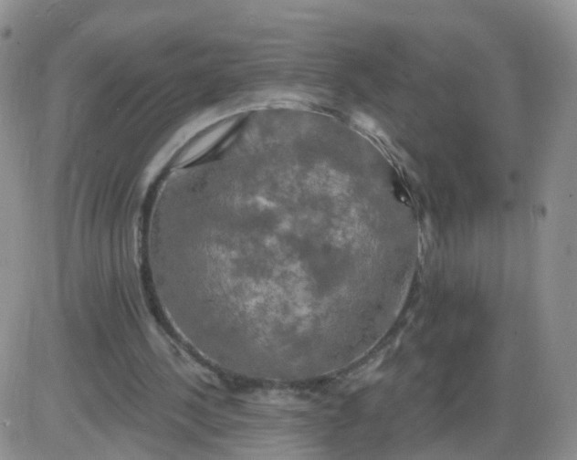 X0000085300244200703231905