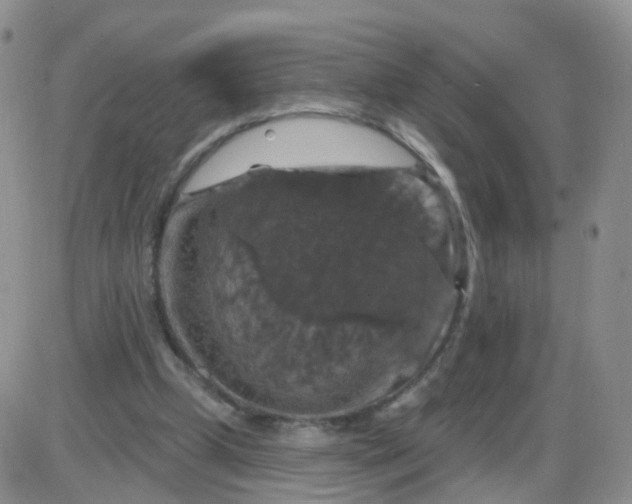 X0000085300249200703231905