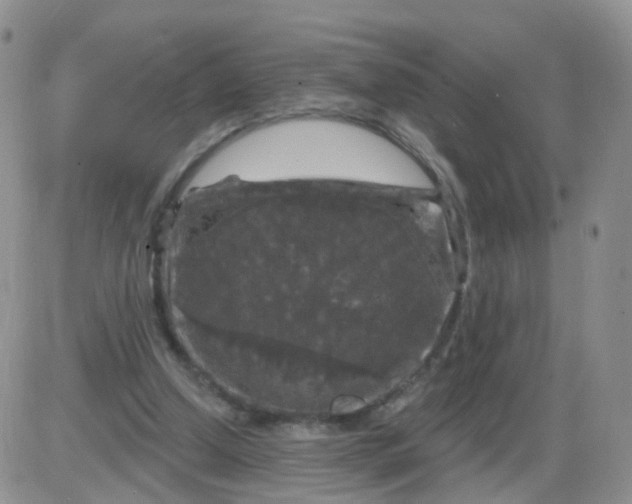 X0000085300250200703231905