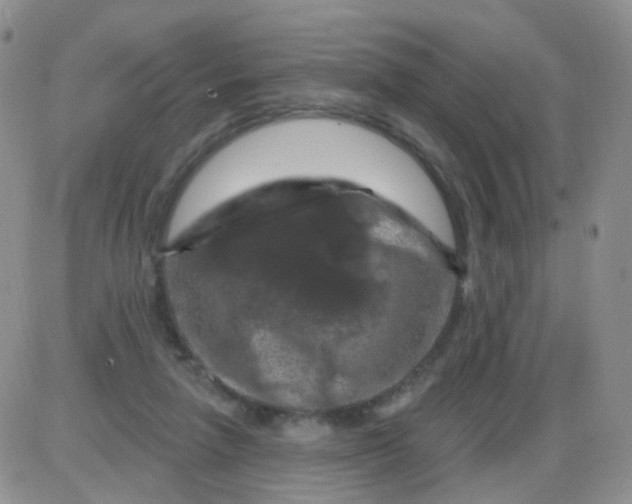 X0000085300258200703231905