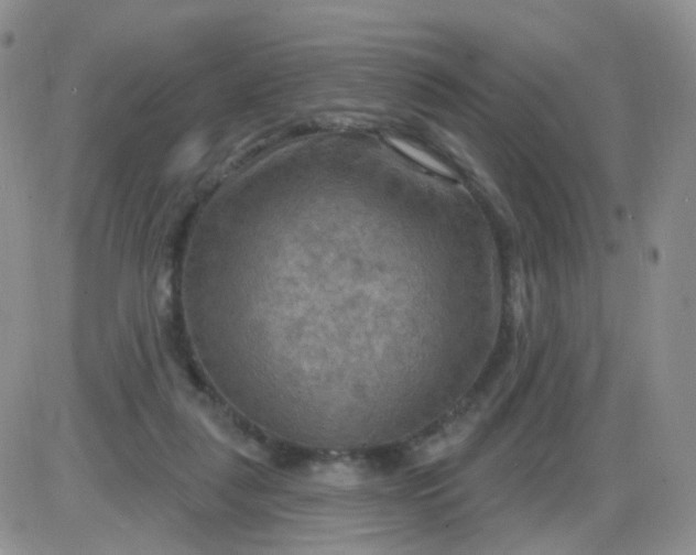 X0000085300259200703231905