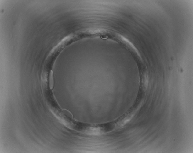 X0000085300260200703231905