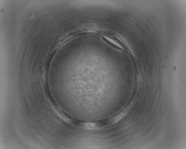 X0000085300265200703231906