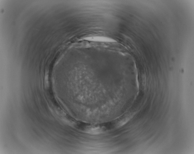 X0000085300267200703231906