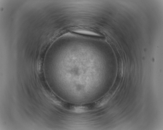 X0000085300268200703231906