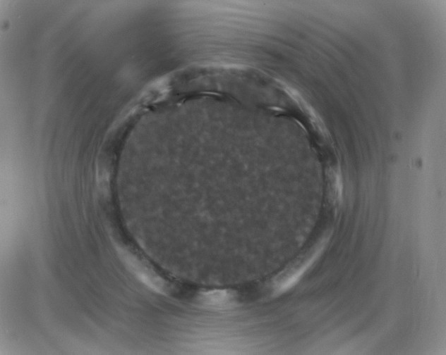 X0000085300269200703231906