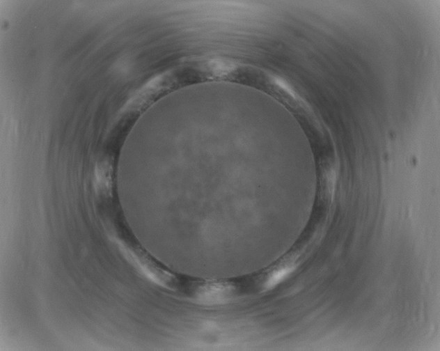 X0000085300274200703231906